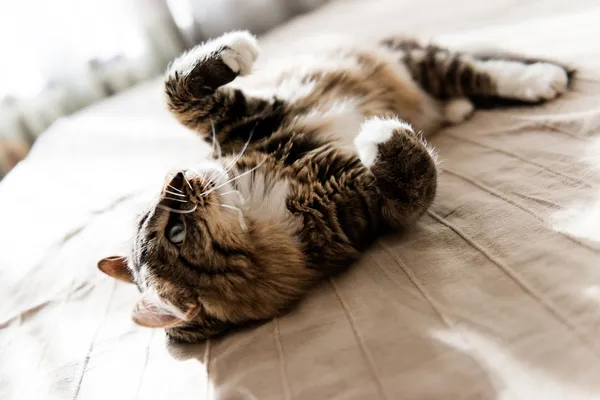 Kot leżący na łóżku — Zdjęcie stockowe