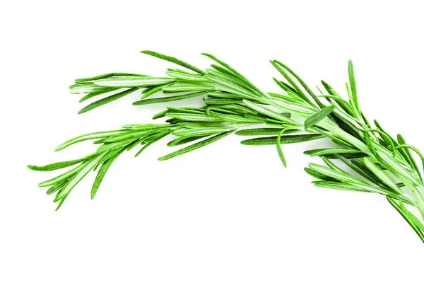 Twig of rosemary on a white background — Stock Photo, Image