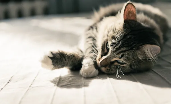 Cat lying on bed — Stock Photo, Image