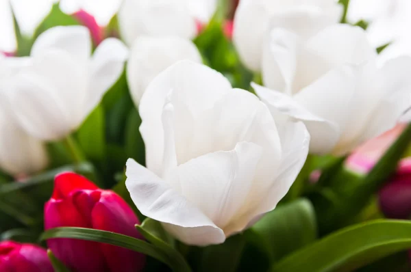 Witte tulpen achtergrond — Stockfoto