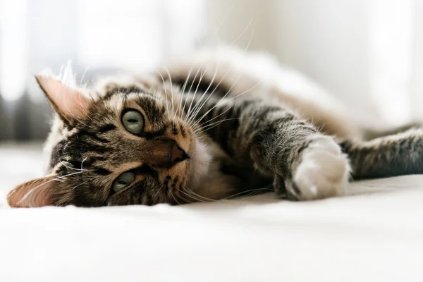 Katze liegt auf Bett — Stockfoto