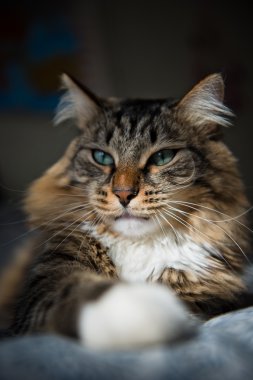 Gri kedi yatakta yatarken