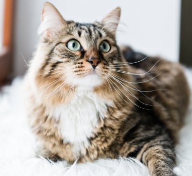 kedi arıyorum