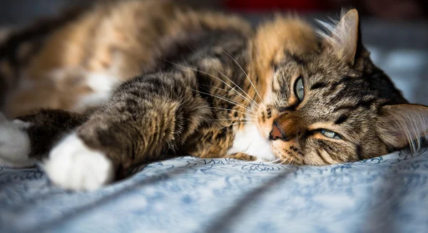 Graue Katze liegt auf Bett — Stockfoto