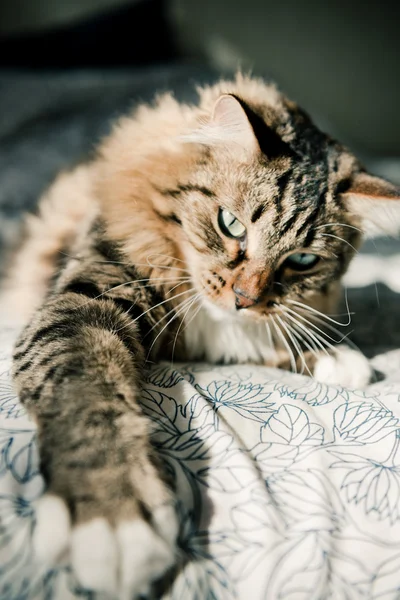 Серый кот лежит на кровати — стоковое фото