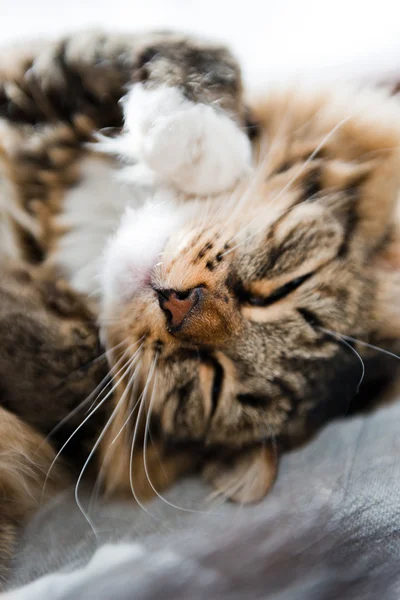 Gato cinzento deitado na cama — Fotografia de Stock