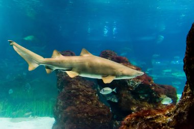 Kum kaplan köpek balığı (Carcharias taurus) sualtı portre kadar kapatın