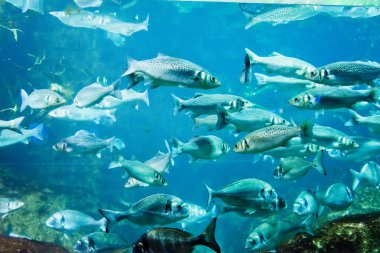 underwater image of a flock of fishes clipart