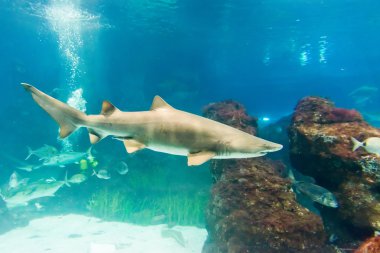 Kum kaplan köpek balığı (Carcharias taurus) sualtı portre kadar kapatın