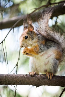 Sincap ağaçta yeme