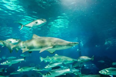 Kum kaplan köpek balığı (Carcharias taurus) sualtı portre kadar kapatın