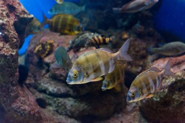 tropikal balıklar Doğal ortamında