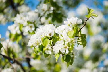 Yeni gelişen ağaç brunch ile beyaz çiçekler o