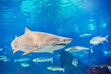 Kum kaplan köpek balığı (Carcharias taurus) sualtı portre kadar kapatın