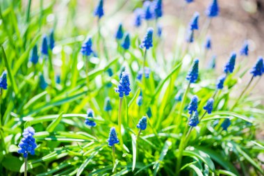 muscari flowerin bir ufuk bahar bahçe.