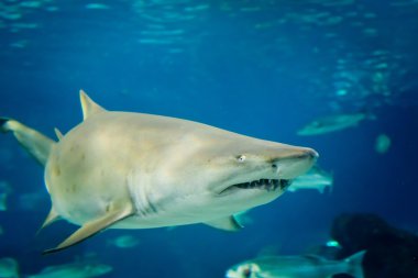 Kum kaplan köpek balığı (Carcharias taurus) sualtı portre kadar kapatın