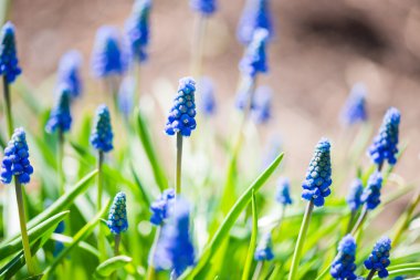 muscari flowerin bir ufuk bahar bahçe.