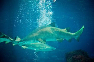 kum kaplan köpekbalığı (Carcharias taurus)