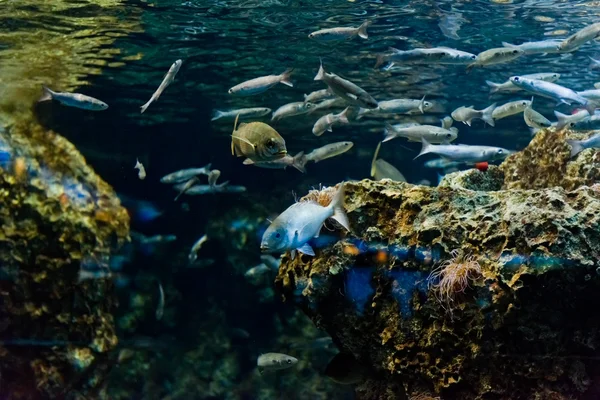 自然環境の熱帯魚 — ストック写真