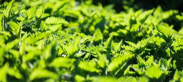 Зеленая крапива в саду — стоковое фото