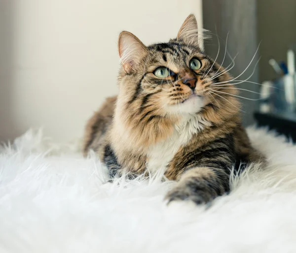 Кошка смотрит вверх на кровать — стоковое фото