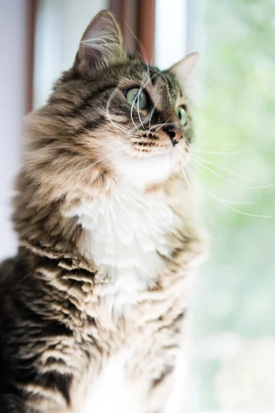 Gato olhando para fora da janela apaixonadamente — Fotografia de Stock