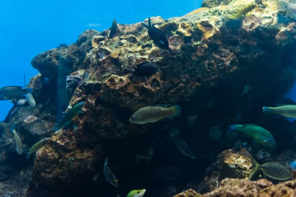 Peixes tropicais no ambiente natural — Fotografia de Stock