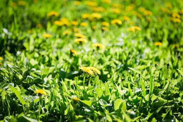 Gule løvetannblomster – stockfoto