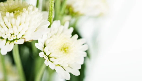 Bouquet of chrysanthemums — Stock Photo, Image