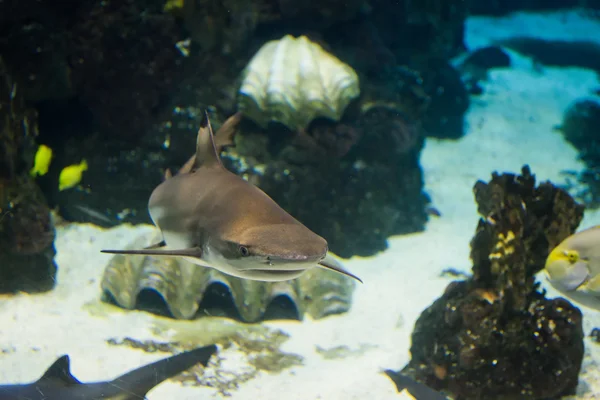 Shark underwater portrait — Stock Photo, Image