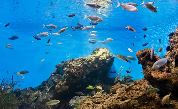 Peixes tropicais no ambiente natural — Fotografia de Stock