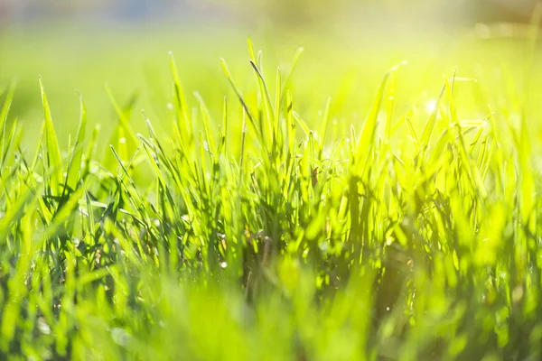 Grön sommar gräs och solen — Stockfoto