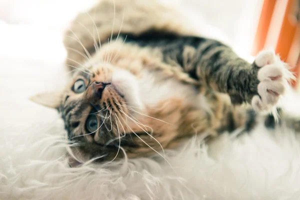 Gatto grigio che guarda su sul letto — Foto Stock