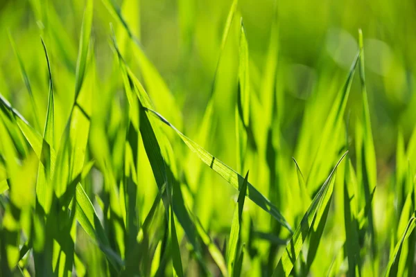 太陽の光の中で春の草 — ストック写真