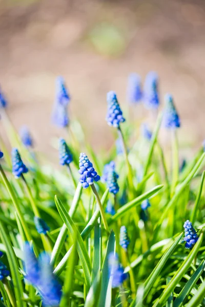Flor de muscari en un jardín de primavera desenfocado . — Foto de Stock