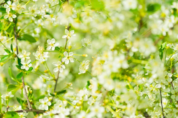 Las flores de los cerezos florecen en un día de primavera — Foto de Stock