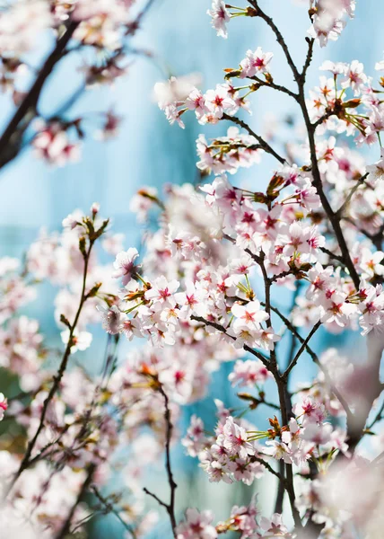 Beautiful pink blooming. — Stock Photo, Image