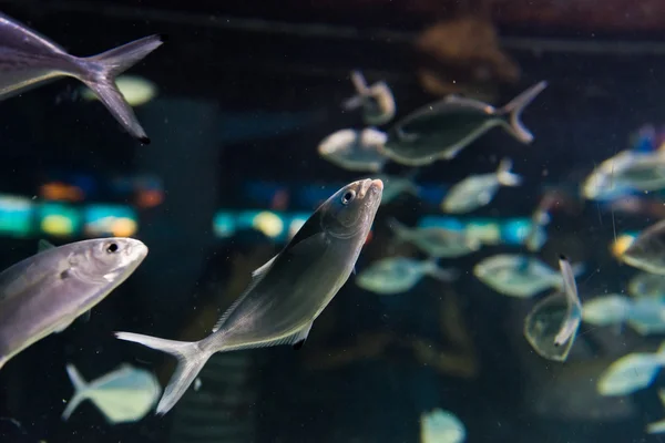 Peces tropicales —  Fotos de Stock