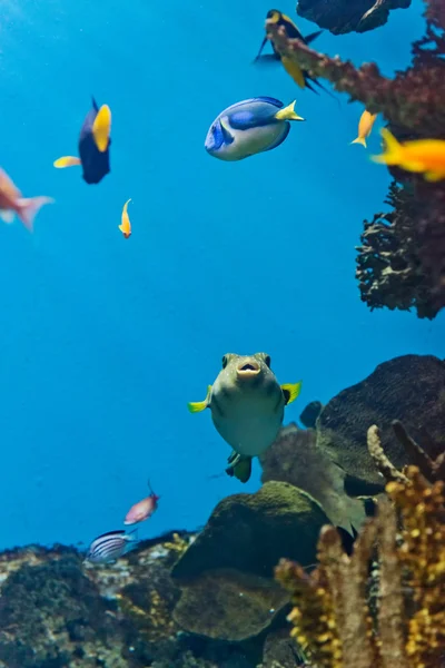 Peces tropicales en el entorno natural —  Fotos de Stock