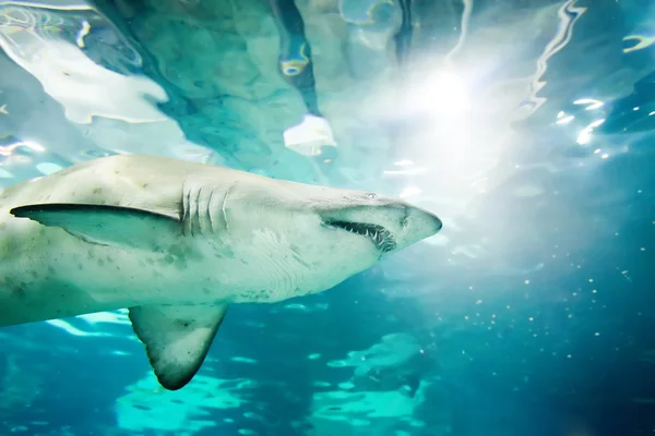 Tiburón tigre de arena (Carcharias taurus) retrato de cerca bajo el agua — Foto de Stock