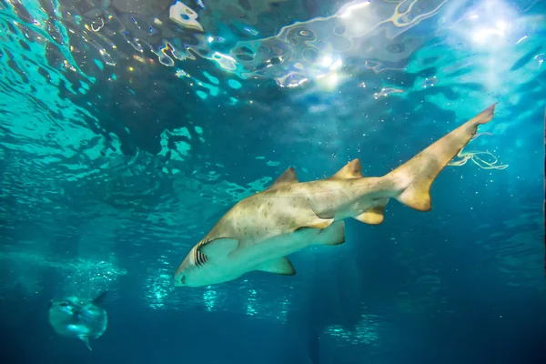 Tiger shark (Carcharias taurus) zand onderwater close-up portra — Stockfoto