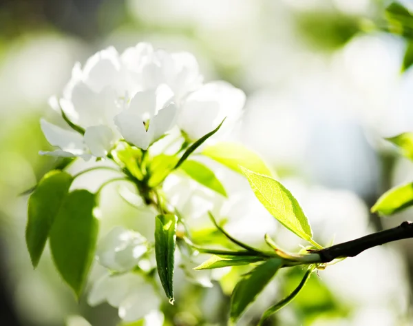 Yeni gelişen ağaç brunch ile beyaz çiçekler o — Stok fotoğraf
