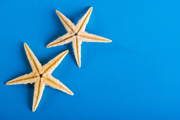 Duas estrelas do mar — Fotografia de Stock