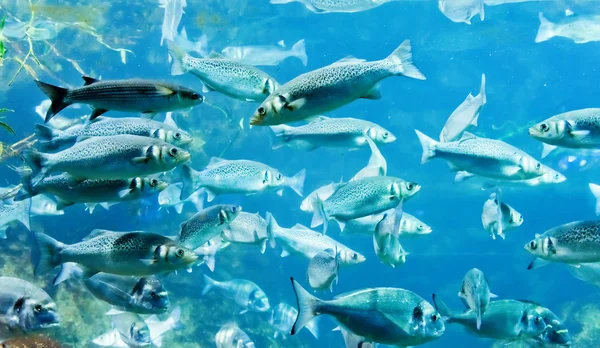 Onderwater foto van een kudde van vissen — Stockfoto