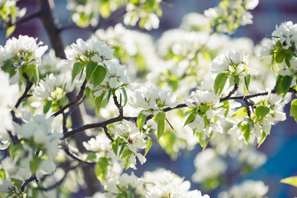Kwitnąca drzewo brunch z białych kwiatów o — Zdjęcie stockowe