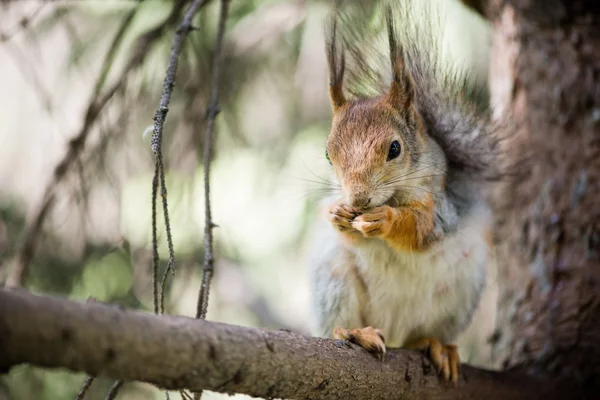 Ardilla comiendo en el árbol —  Fotos de Stock