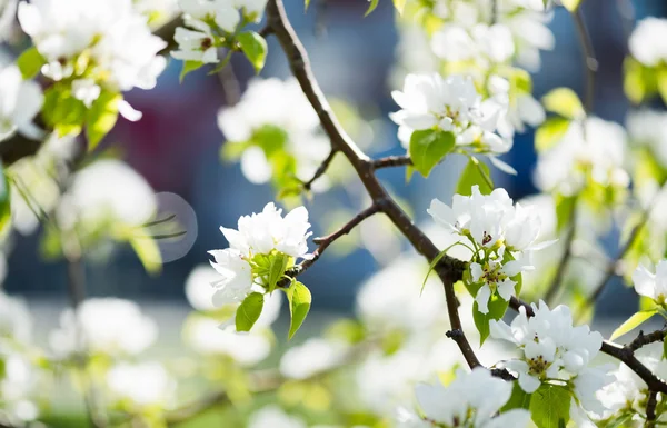 Brunch fleuri aux fleurs blanches o — Photo