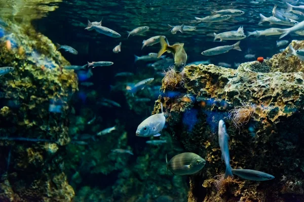 Tropiska fiskar i naturlig miljö — Stockfoto