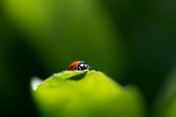 Beruška na listu — Stock fotografie