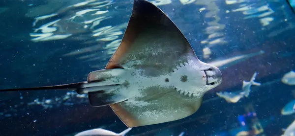 Manta ray floating underwater among other fish — Stock Photo, Image